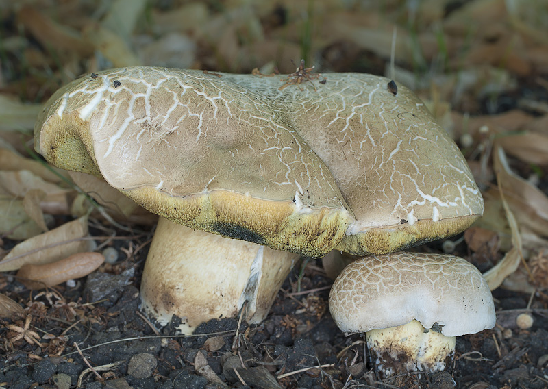 Boletus radicans